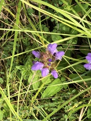 Prunella grandiflora