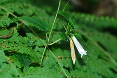 Tripterospermum luzonense