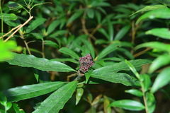 Aucuba chinensis