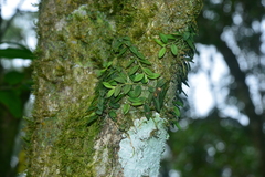 Gastrochilus formosanus