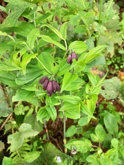 Disporum