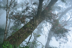Vaccinium emarginatum