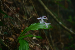 Calanthe arisanensis