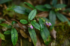 Polygala arcuata