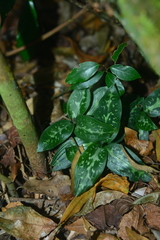 Goodyera daibuzanensis