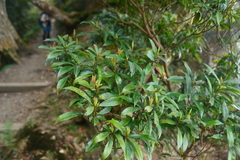Litsea pseudoelongata