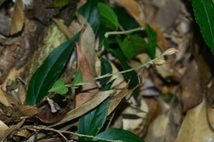 Cheirostylis octodactyla