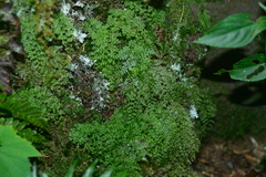 Hymenophyllum fujisanense