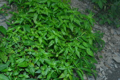 Mercurialis leiocarpa
