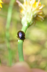 Chrysolina geminata