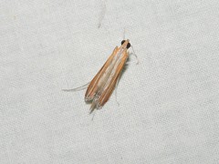 Euclasta defamatalis