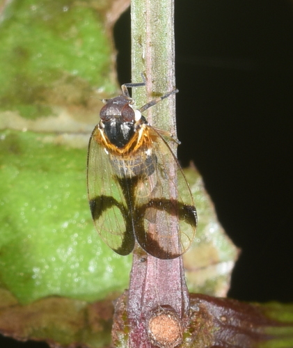 Genus Betacixius · iNaturalist