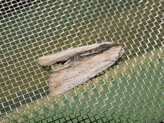 Ercheia