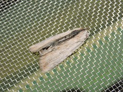 Ercheia