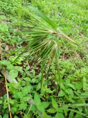 Themeda arguens