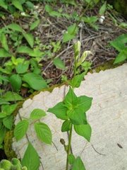 Asystasia gangetica