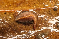 Australopacifica spectabilis