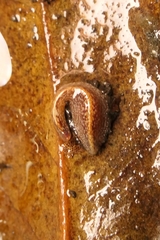 Australopacifica spectabilis