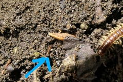 Australopacifica spectabilis