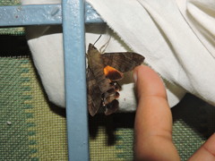 Macroglossum assimilis