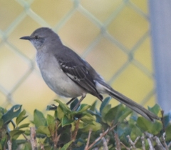 Mimus polyglottos image