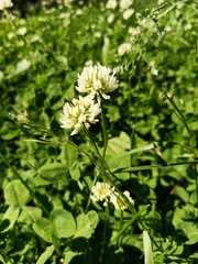 Trifolium repens