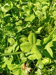 Trifolium repens