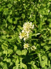 Trifolium repens