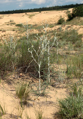 Tragopogon tanaiticus