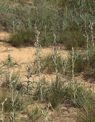 Tragopogon tanaiticus