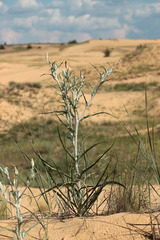 Tragopogon tanaiticus
