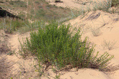 Artemisia arenaria
