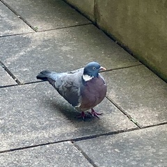 Columba palumbus