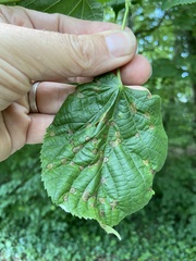 Physemocecis hartigi