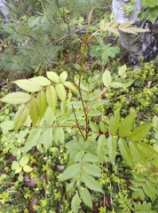 Sorbus commixta