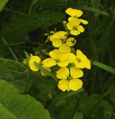 Erysimum jugicola