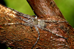 Ornodolomedes