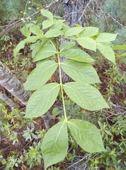 Euonymus macropterus