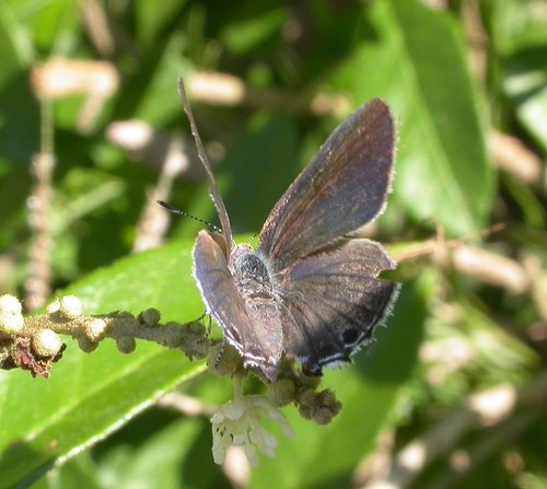 Lacey's Scrub-Hairstreak photo 3
