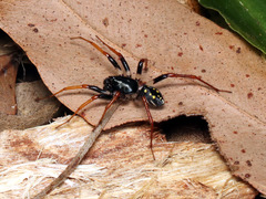 Habronestes hunti