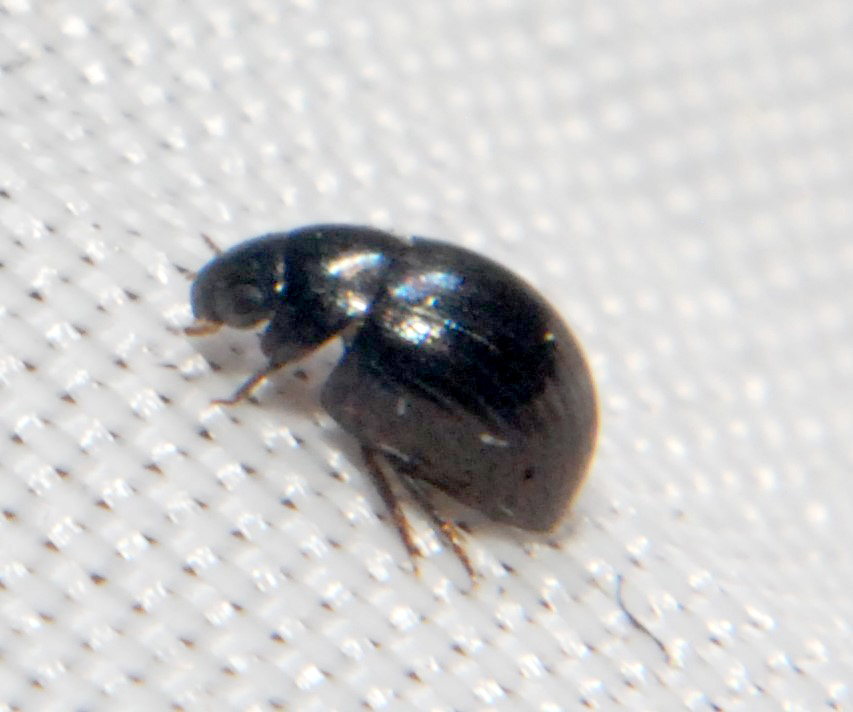 Derallus