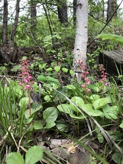 Pyrola asarifolia incarnata