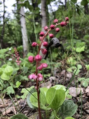 Pyrola asarifolia incarnata