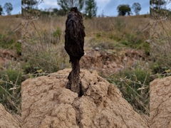 Podaxis beringamensis