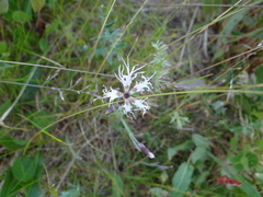 Dianthus superbus