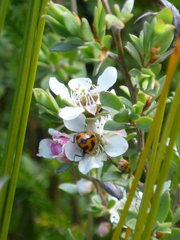 Leptospermum gregarium