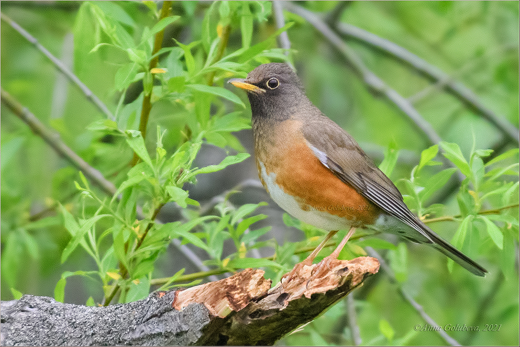 Brown-headed Thrush photo