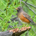 Brown-headed Thrush - Photo (c) Анна Голубева, some rights reserved (CC BY-NC-ND), uploaded by Анна Голубева