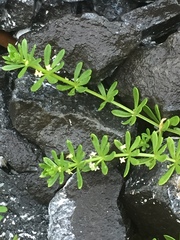 Galium tricornutum