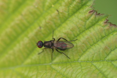 Nemopoda nitidula